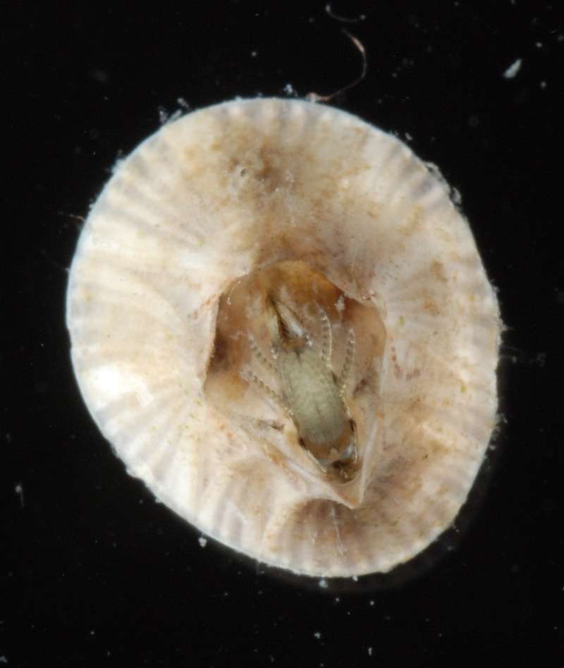 Image of Balanoidea Leach 1817