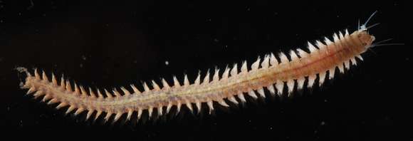 Image of ragworms