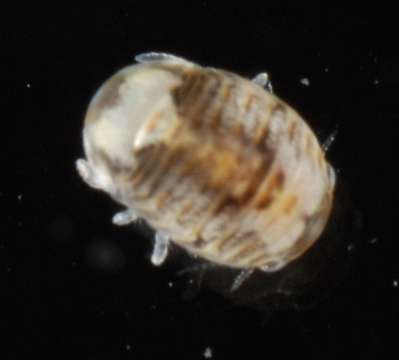 Image of Sphaeroma Bosc 1801