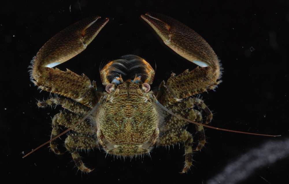 Image of squat lobsters