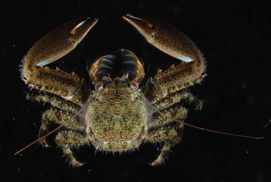 Image of squat lobsters