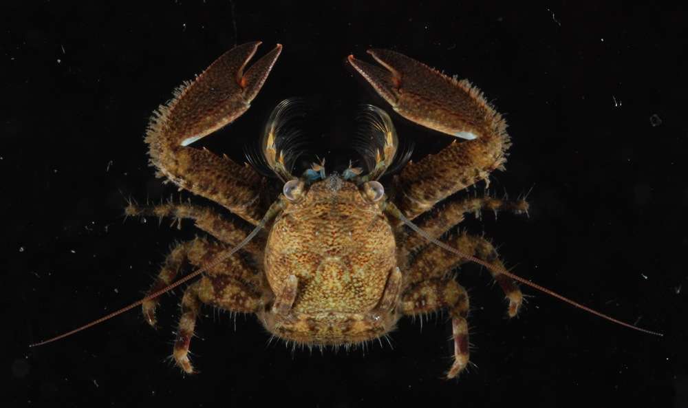 Image of squat lobsters