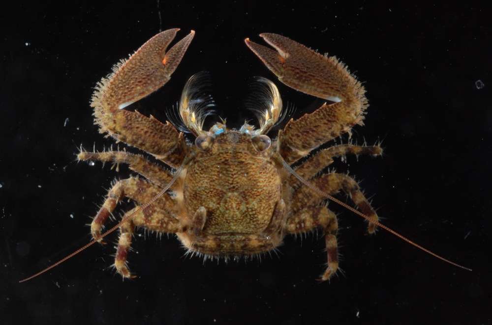 Image of squat lobsters