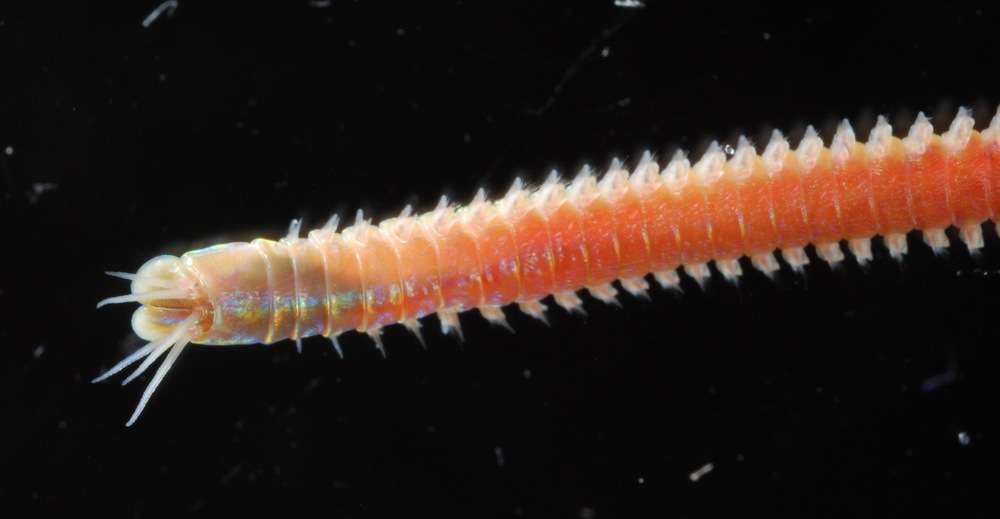 Image of Eunicidae