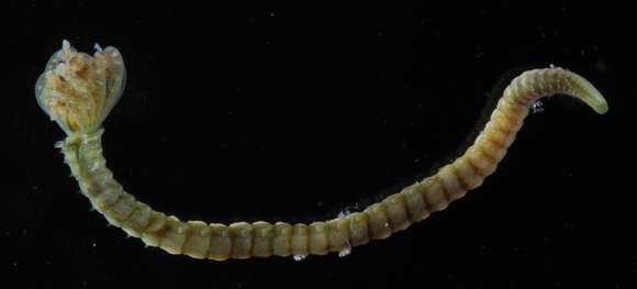 Image of feather duster worms