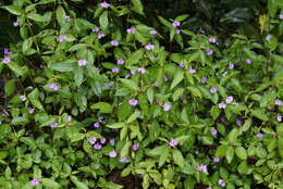 Image of Impatiens minor (DC.) S. S. R. Bennet