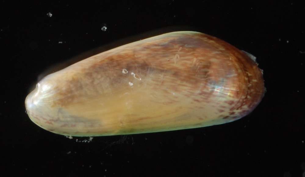 Image de Mytiloidea