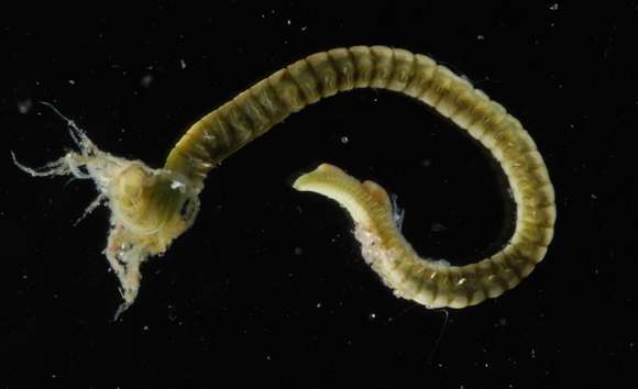 Image of feather duster worms