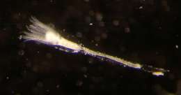 Image of cnidarians