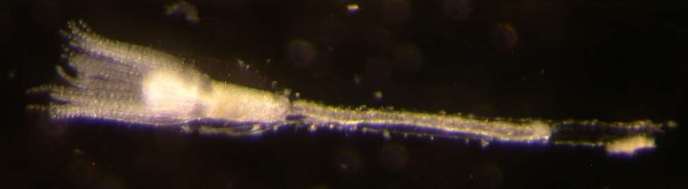 Image of cnidarians