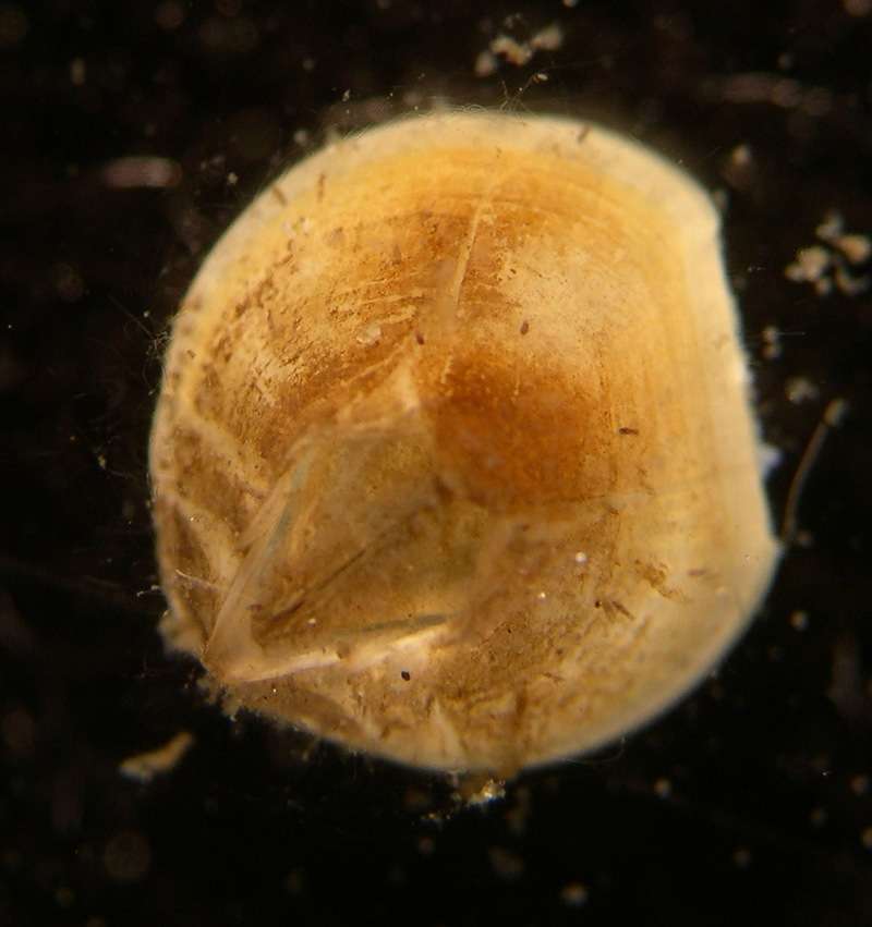 Image of Balanomorpha Pilsbry 1916