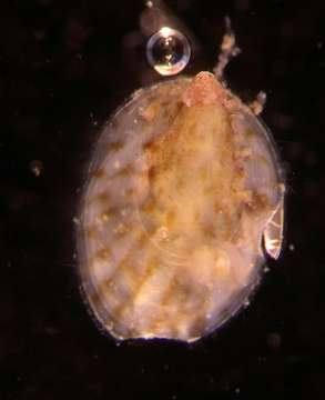 Слика од Calyptraeoidea Lamarck 1809