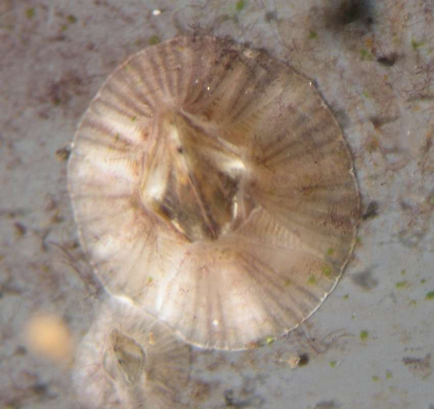 Image of Balanomorpha Pilsbry 1916