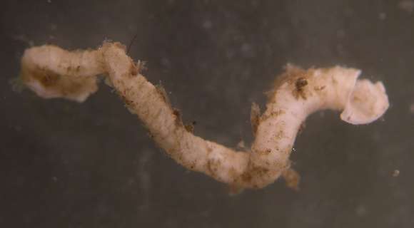 Image of calcareous tubeworms