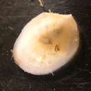 Sivun Crepidula depressa Say 1822 kuva