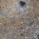 Image of Diplosoma glandulosum Monniot F. 1983