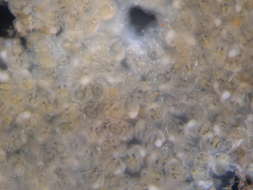 Image of Diplosoma Macdonald 1859