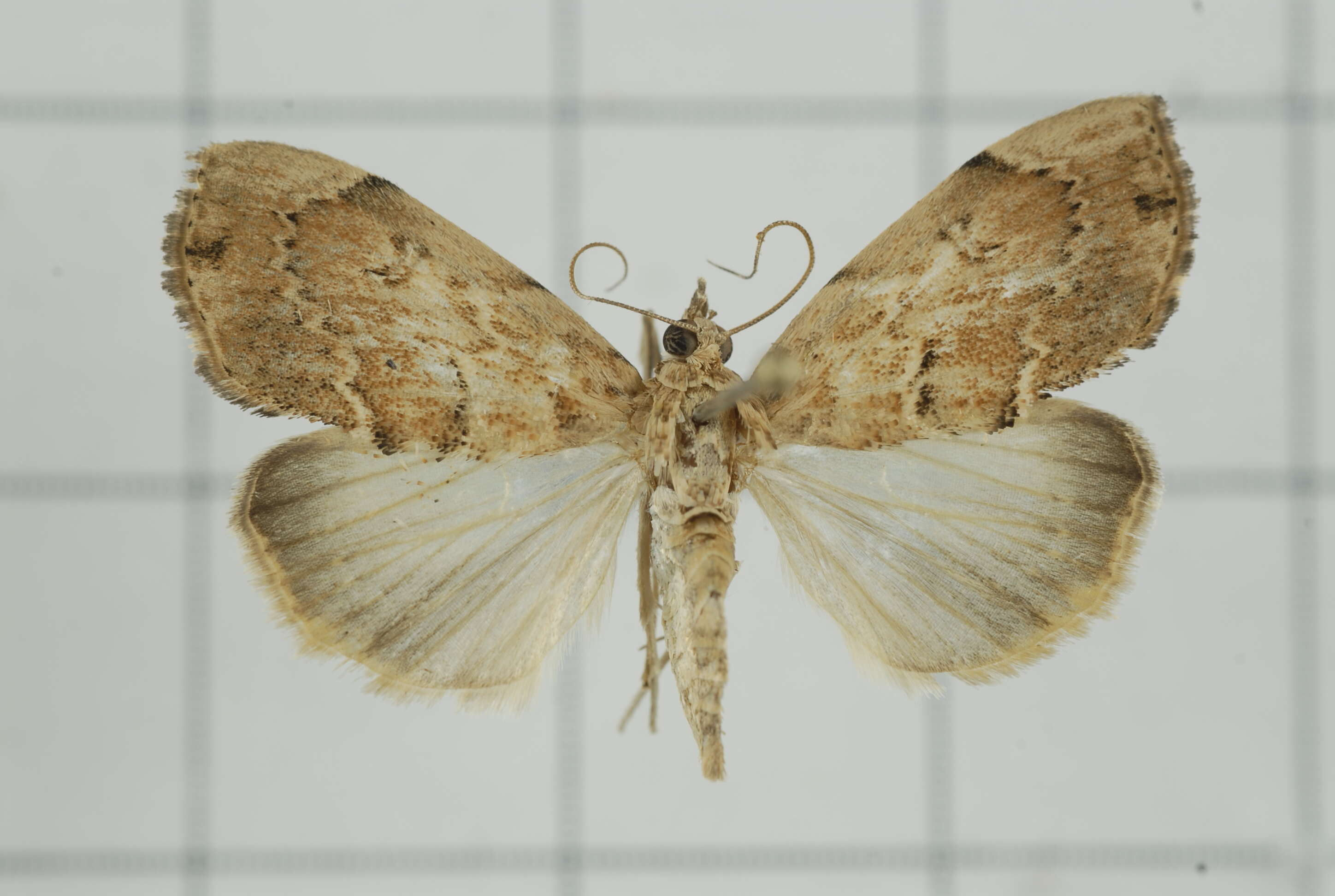 Image de Crocidolomia subhirsutalis Schaus 1927