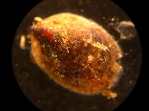 Слика од Calyptraeoidea Lamarck 1809