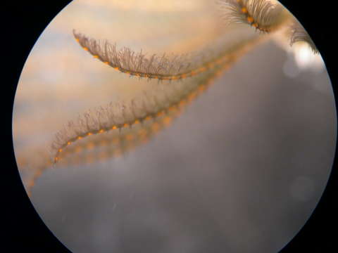 Image of feather duster worms