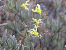 Image of Bulbine favosa (Thunb.) Schult. & Schult. fil.