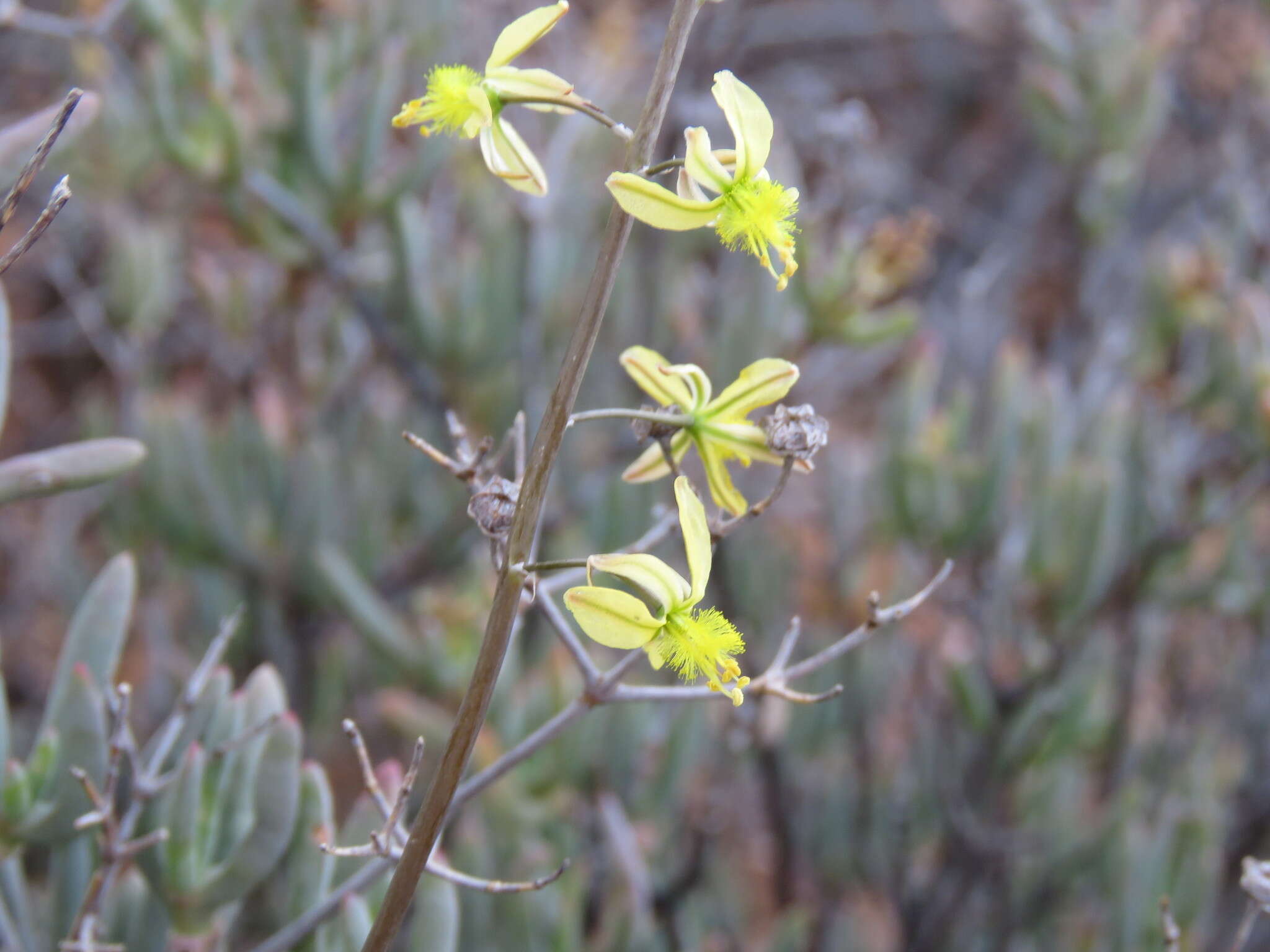 Image of Bulbine favosa (Thunb.) Schult. & Schult. fil.