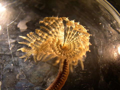 Image of feather duster worms