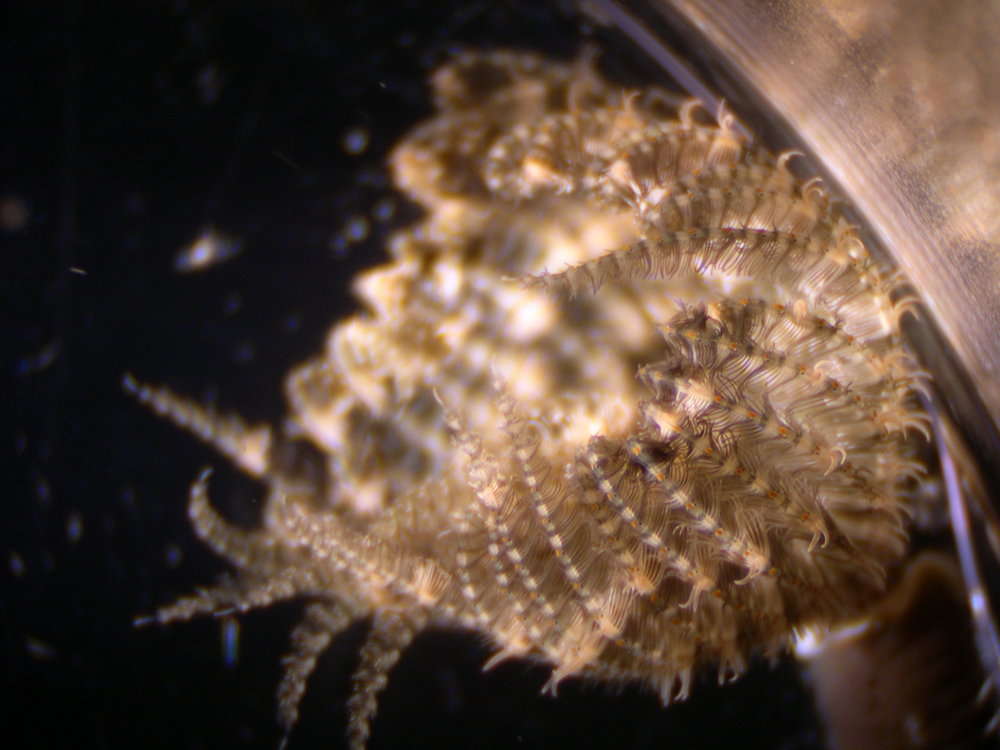 Image of feather duster worms