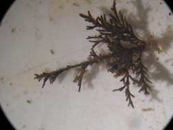 Image of Ctenostomatida Busk 1852