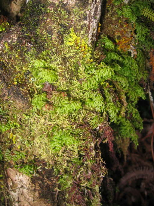 Hymenophyllum (rights holder: 2006 Moorea Biocode)