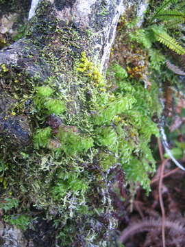 Imagem de Hymenophyllales