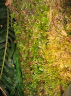 Image of Hymenophyllales