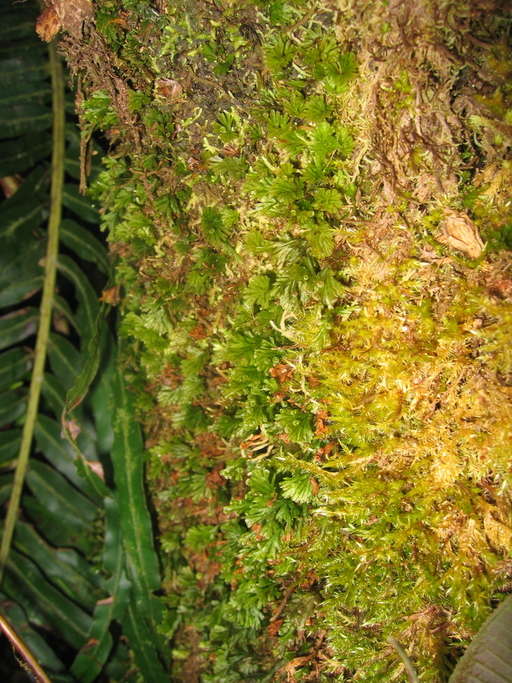 Image of Hymenophyllales