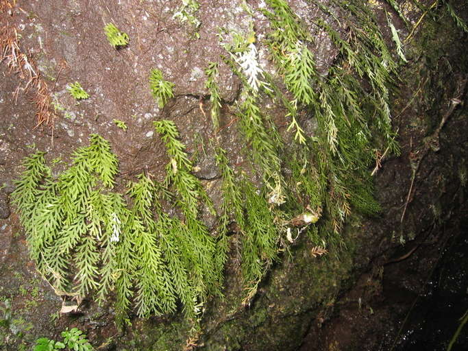 Image of filmy-ferns