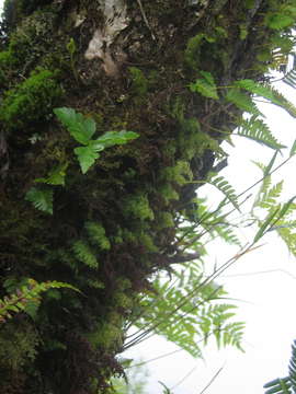 Image of Hymenophyllales