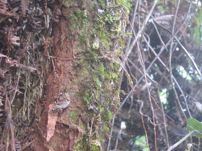 Image of Hymenophyllales