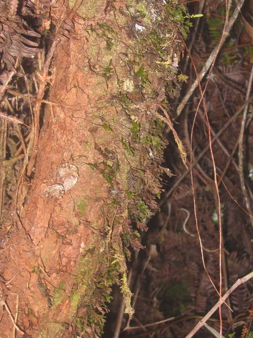 Image of Hymenophyllales