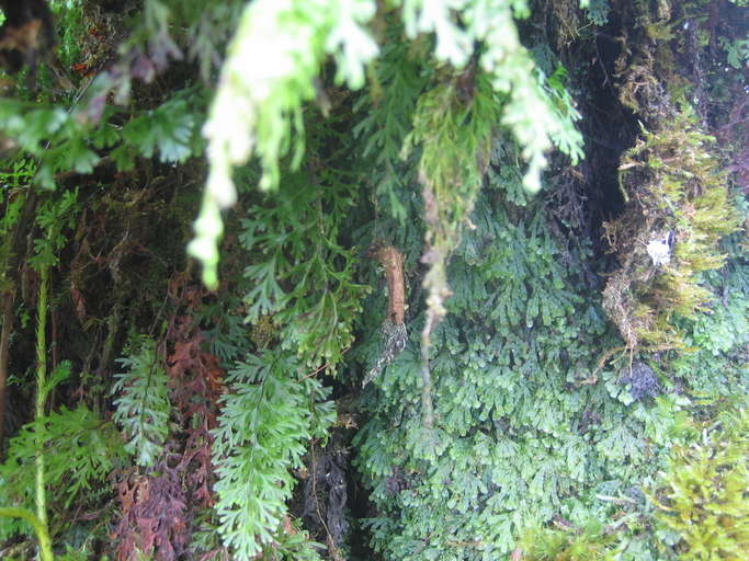 Image of Hymenophyllales