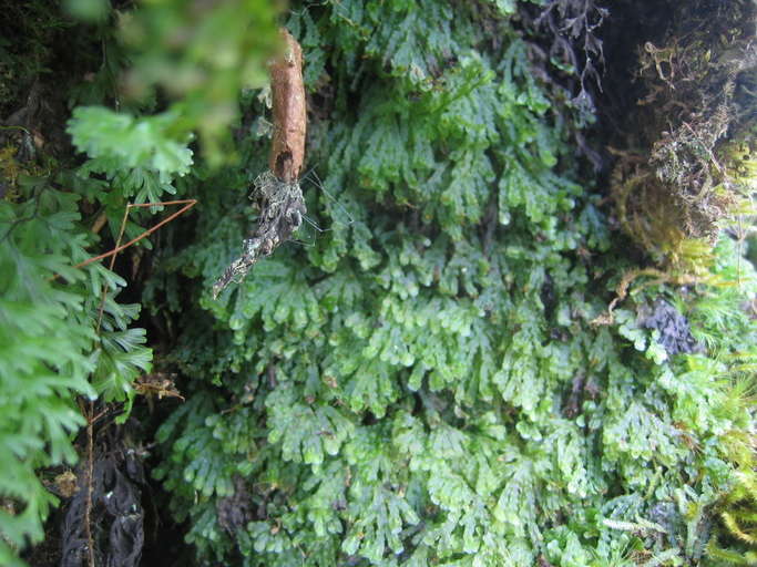 Imagem de Hymenophyllales