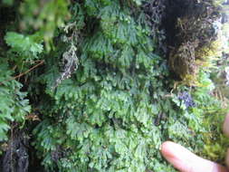 Imagem de Hymenophyllales