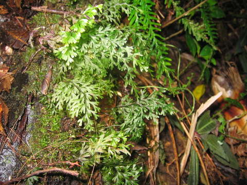 Imagem de Hymenophyllales