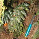Image of toothed bristle fern