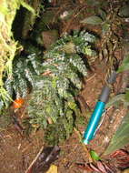 Image of Hymenophyllaceae