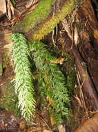 Image of Trichomanoideae