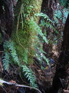 Image of Trichomanoideae