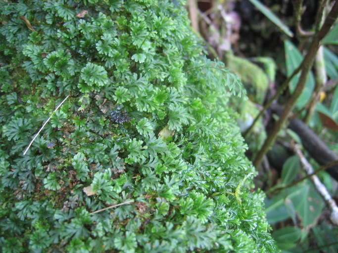 Image of Hymenophyllales