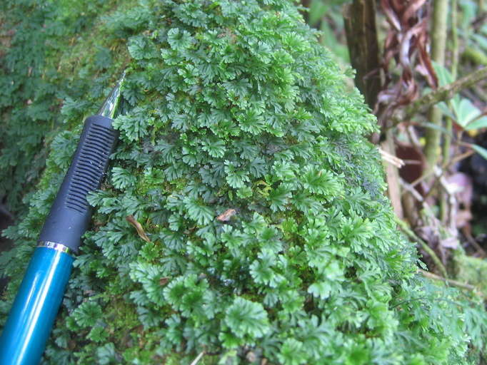 Image of Hymenophyllales