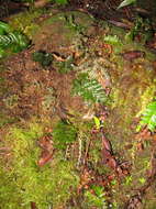 Image of Hymenophyllaceae