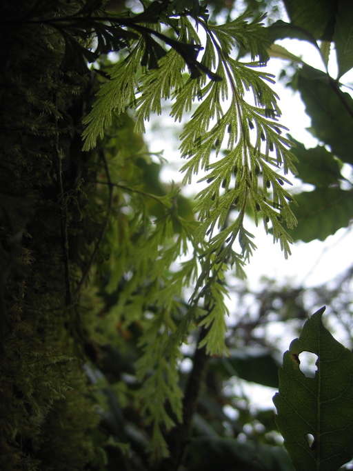 Image of filmy fern