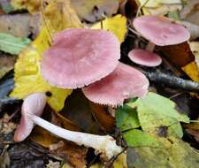 Image of Mycena rosea Gramberg 1912